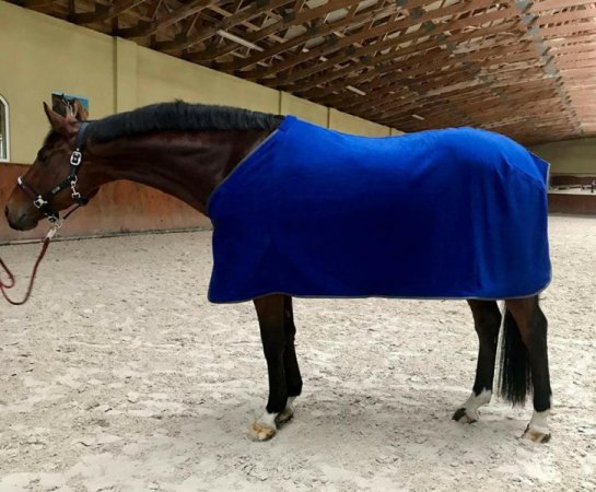 Odpocovací deka Horsea Classic Královsky modrá