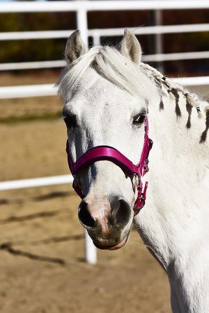 Nylonová ohlávka pro koně Horsea Simply
