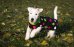 Deka pro psa Horsea Sport - Barva: Růžová, Velikost deky pro psa: L