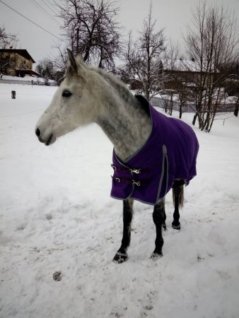 Thermo deka pro koně Horsea Free