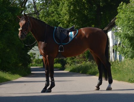 Skoková podsedlová dečka Horsea Blazon