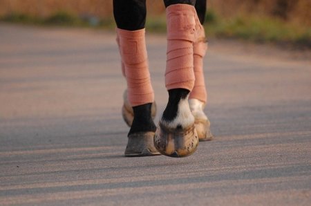 Bandáže Horsea Color Hnědé