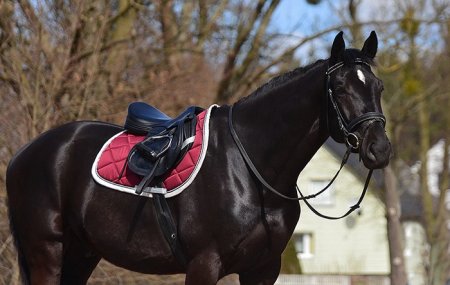 Všestranná/drezurní podsedlová dečka Horsea Orion