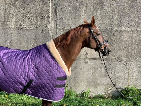 Univerzální stájová deka Horsea Fur krásně sedí a neodře
