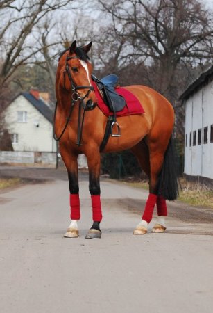 Bandáže Horsea Color bordó odstín