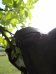 Čabraka s třásněmi Horsea Protect - Barva: Černá, Velikost: Cob