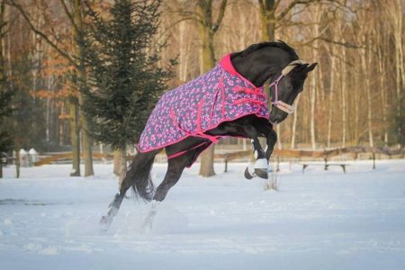 Thermo a výběhová deka pro koně Horsea Crazy