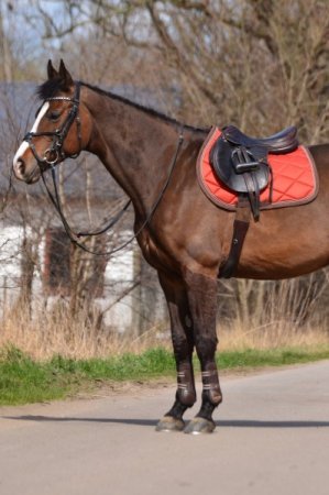 Všestranná/drezurní podsedlová dečka Horsea Orion