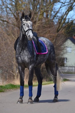 Všestranná/drezurní podsedlová dečka Horsea Orion