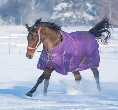 Thermo a výběhová deka pro koně Horsea Standard