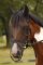 Jezdecká maska Horsea Combo - Barva: Černá, Velikost: X-Full