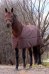 Vrstvící deka Horsea Layer s fleecovým lemem