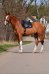 Drezurní podsedlová dečka Horsea Crown - Barva: Červená, Velikost: Univerzální