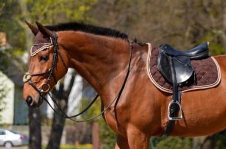 Všestranná podsedlová dečka Horsea Crystal Hnědá