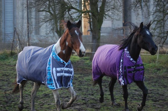 Thermo výběhová deka pro koně Horsea Freestyle