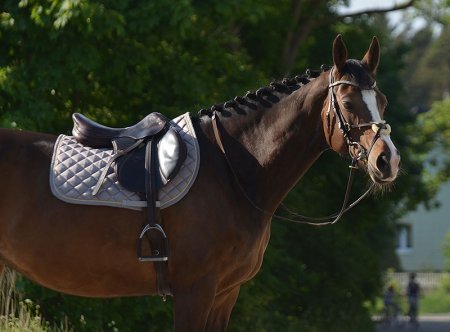 Všestranná podsedlová dečka Horsea Swarovski