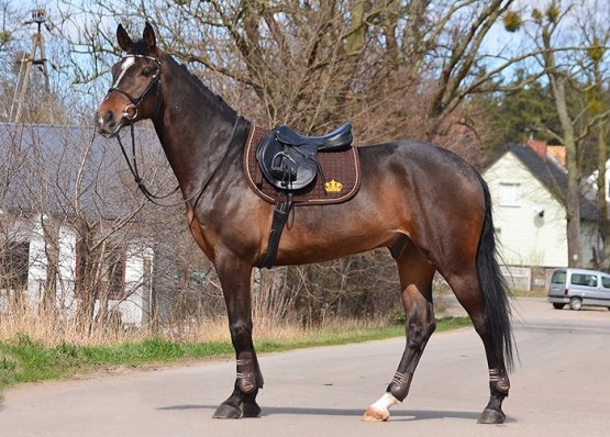 Drezurní podsedlová dečka Horsea Crown - Barva: Fialová, Velikost: Univerzální