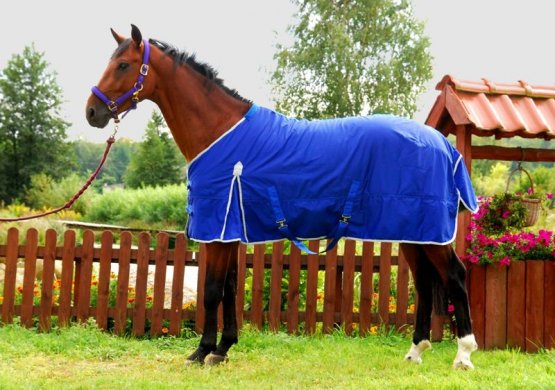 Stájová přechodná deka pro koně Horsea Period v královsky modrém odstínu
