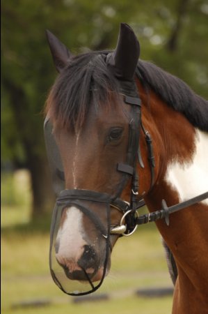 Jezdecká maska Horsea Combo - Barva: Černá, Velikost: Cob