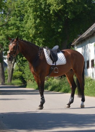 Drezurní podsedlová dečka Horsea Swarovski v barvě slonové kosti
