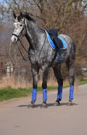 Všestranná/drezurní podsedlová dečka Horsea Orion