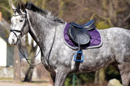 Všestranná/drezurní podsedlová dečka Horsea Orion