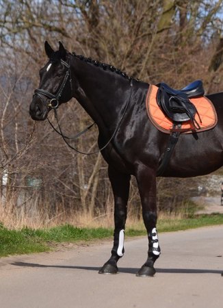 Všestranná/drezurní podsedlová dečka Horsea Orion