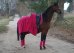 Sada Horsea Exclusive