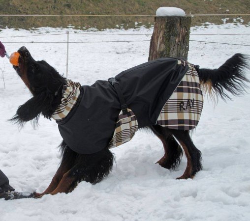 Deka pro psa Horsea Energic - Barva: Oranžová, Velikost deky pro psa: S