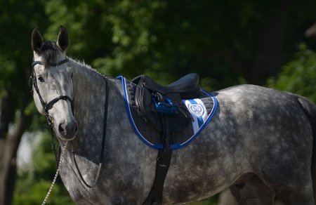 Skoková podsedlová dečka Horsea Blazon