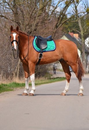 Všestranná/drezurní podsedlová dečka Horsea Orion