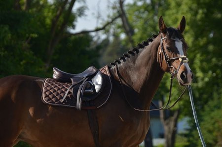 Všestranná podsedlová dečka Horsea Swarovski