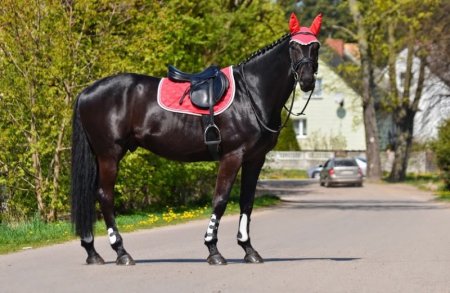 Všestranná podsedlová dečka Horsea Crystal v odstínu červeného tulipánu