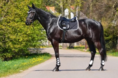 Všestranná podsedlová dečka Horsea Crystal v černém provedení